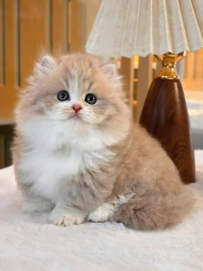 Munchkin Longhair