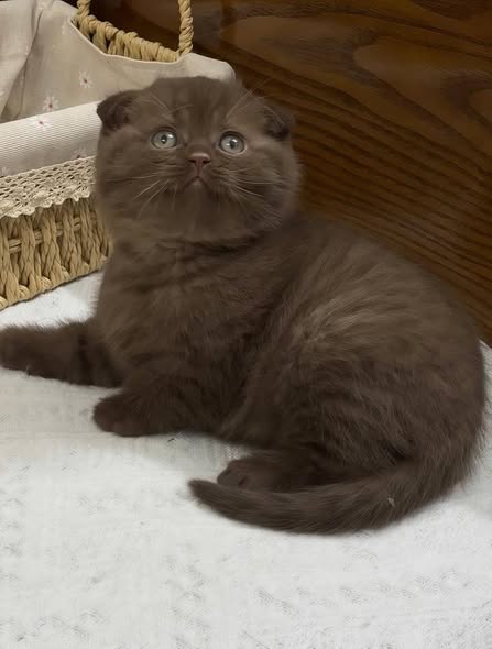 Scottish Fold