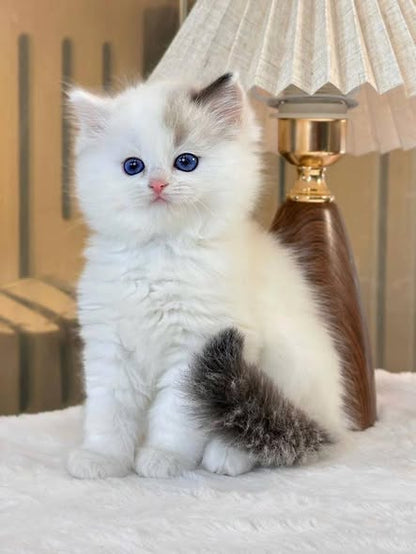 Ragdoll