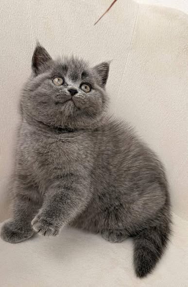 British Shorthair