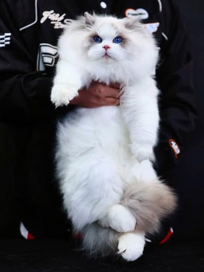 Ragdoll