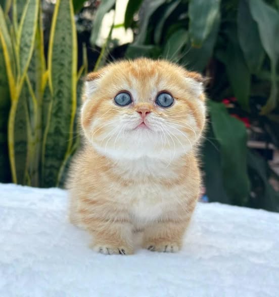 Munchkin Fold