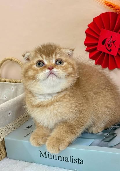 Scottish Fold