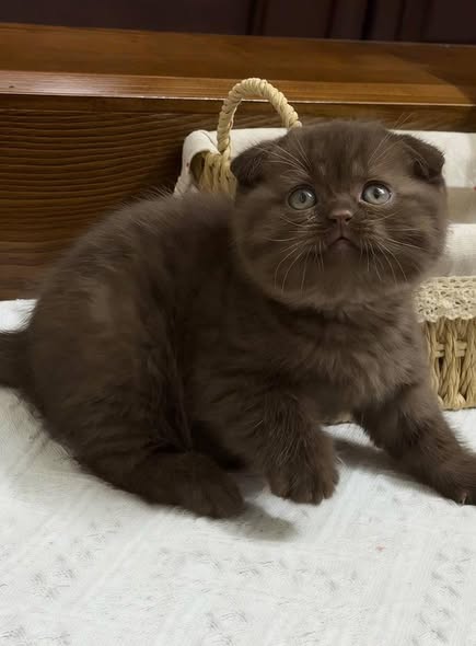 Scottish Fold