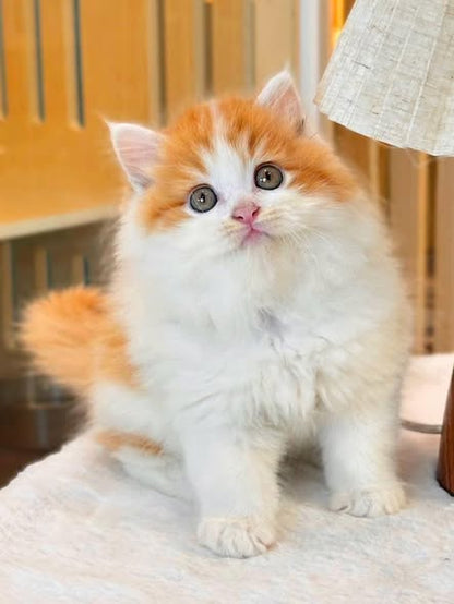 British Longhair