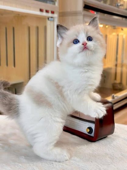 Ragdoll