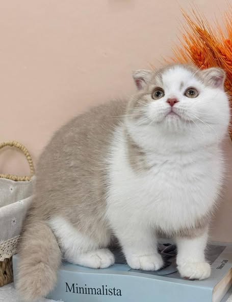 Scottish Fold