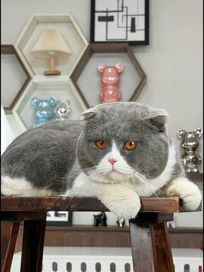Scottish Fold