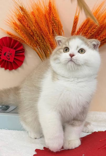 Scottish Fold