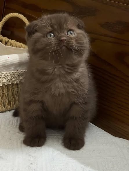 Scottish Fold