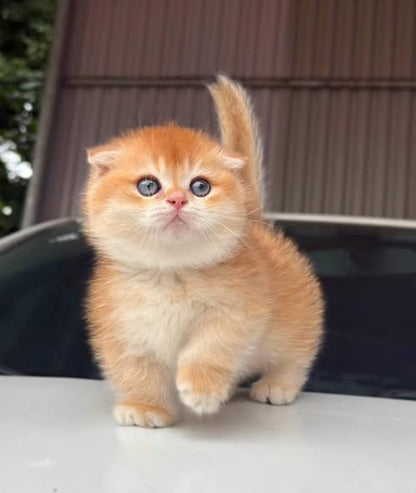 Munchkin Fold