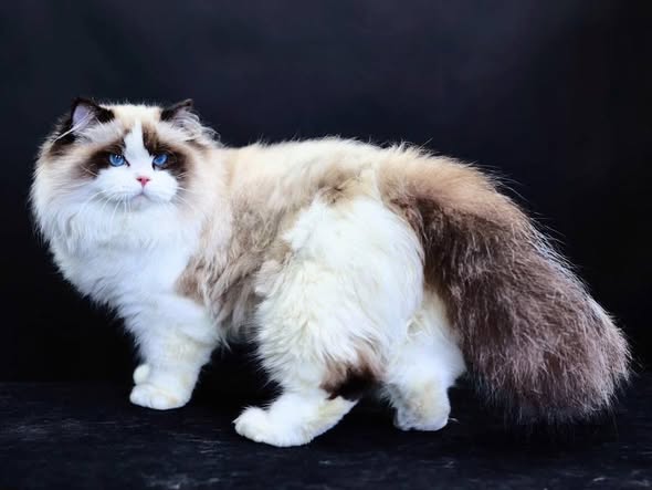Ragdoll