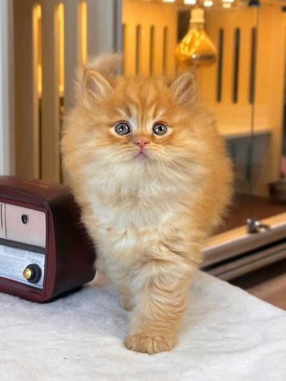 British Longhair