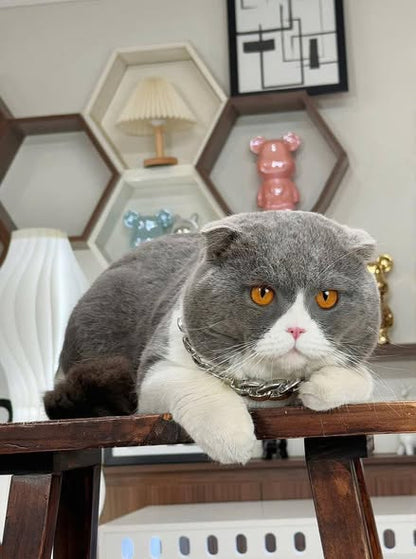 Scottish Fold