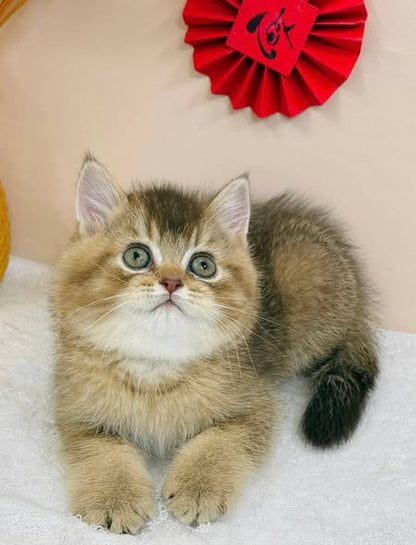 British Shorthair