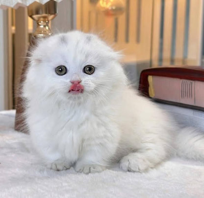 Munchkin Fold Longhair