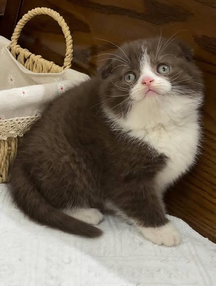 Scottish Fold
