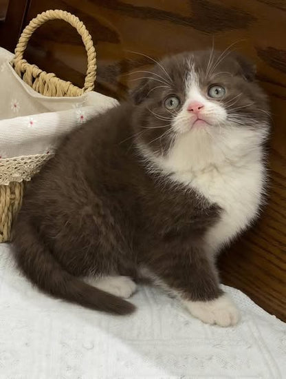Scottish Fold