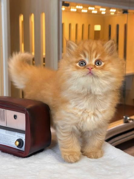 British Longhair