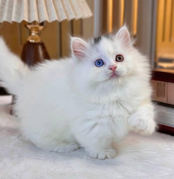 Munchkin Longhair