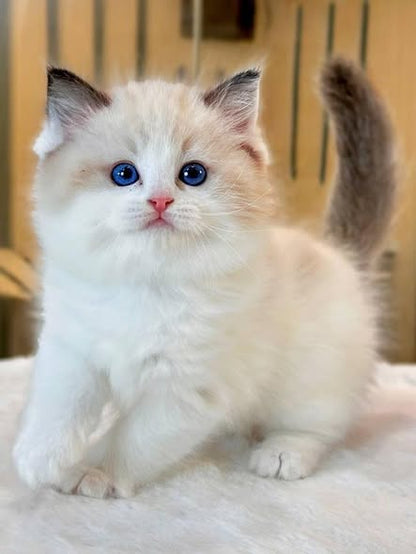 Ragdoll