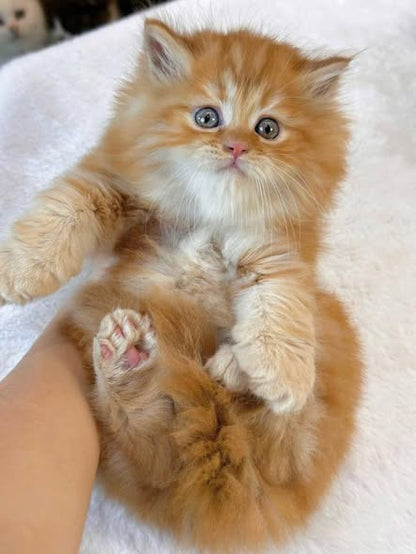 British Longhair