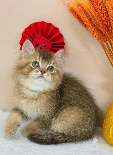 British Shorthair