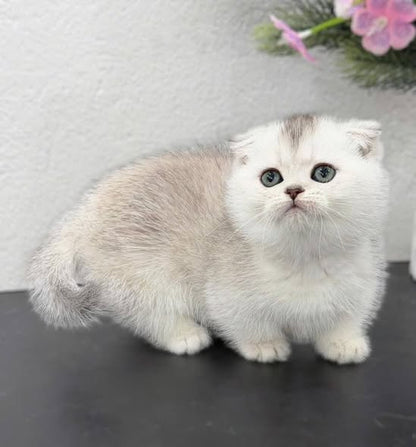 Munchkin Fold