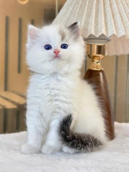 Ragdoll