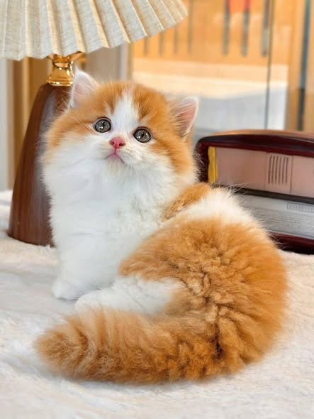 Munchkin Longhair