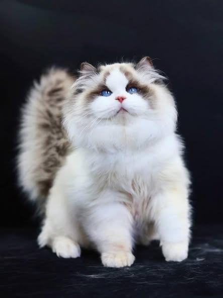 Ragdoll
