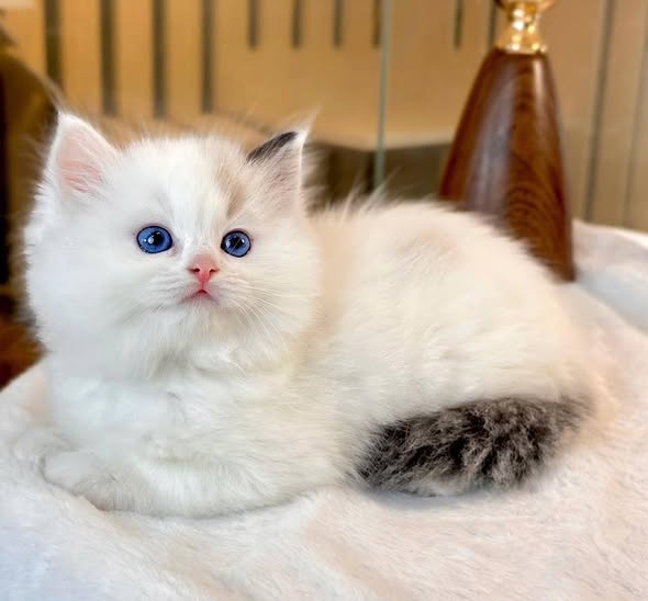 Ragdoll