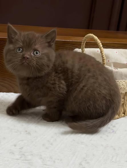 British Shorthair