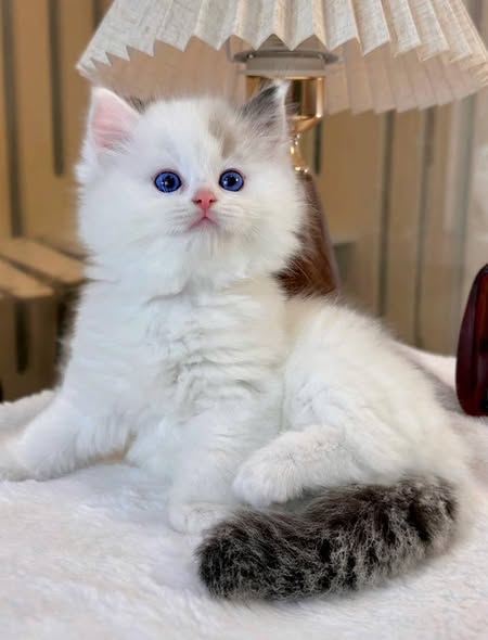 Ragdoll