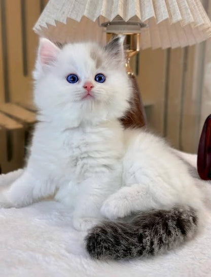Ragdoll