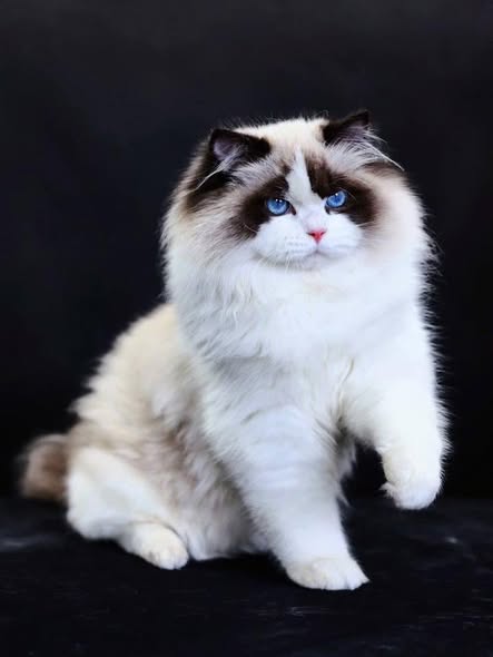 Ragdoll