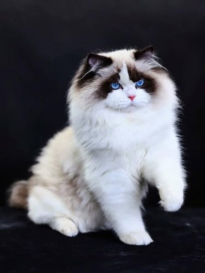 Ragdoll