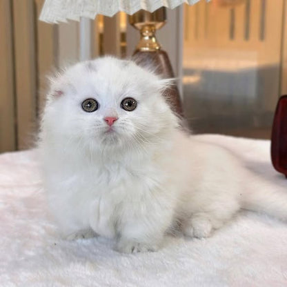 Munchkin Fold Longhair