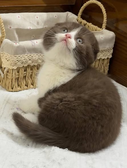 Scottish Fold