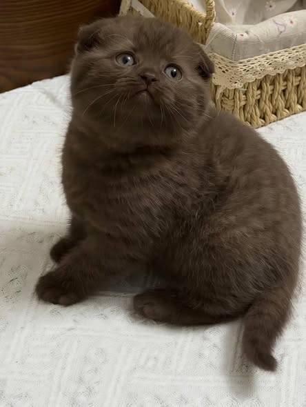 Scottish Fold