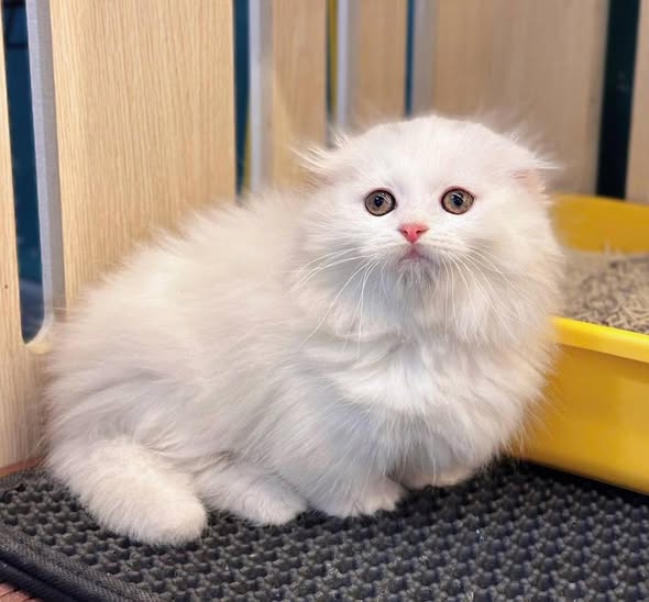 Munchkin Fold Longhair