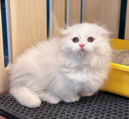 Munchkin Fold Longhair