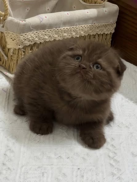 Scottish Fold