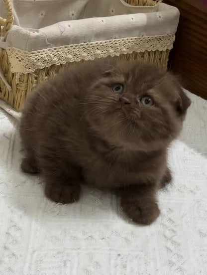 Scottish Fold