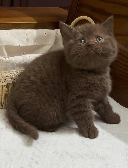 British Shorthair
