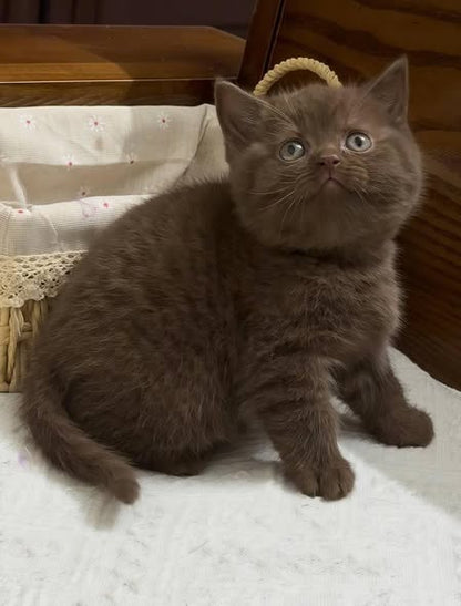 British Shorthair