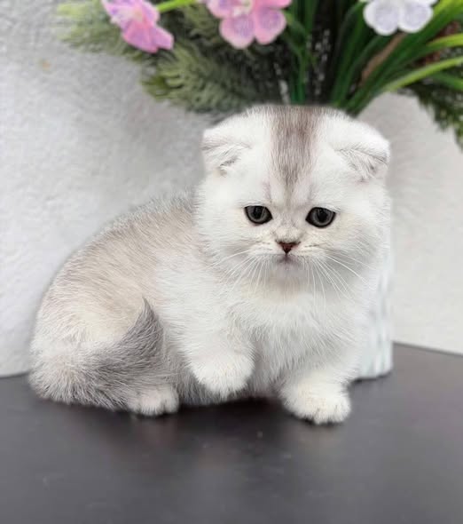 Munchkin Fold