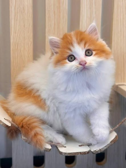 British Longhair