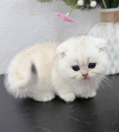 Munchkin Fold