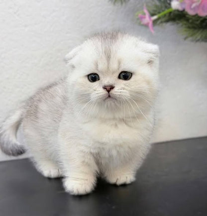 Munchkin Fold